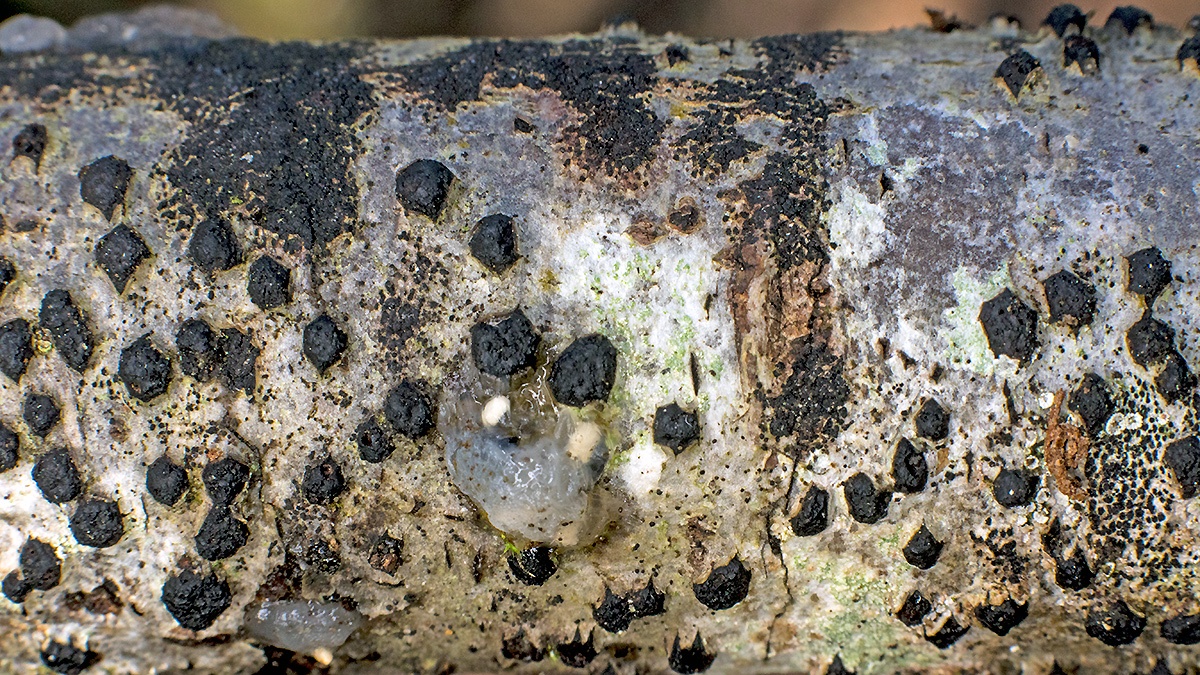 Birch Woodwart [Jackrogersella multiforme ?]