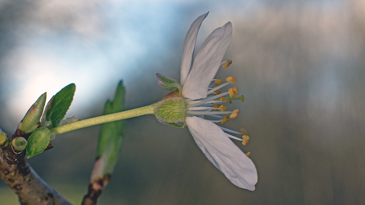 Cherry Plum [Prunus cerasifera]