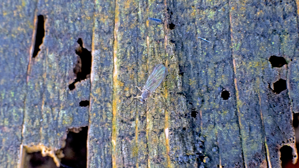 Buzzer Midge [Chironomus plumosus ?]