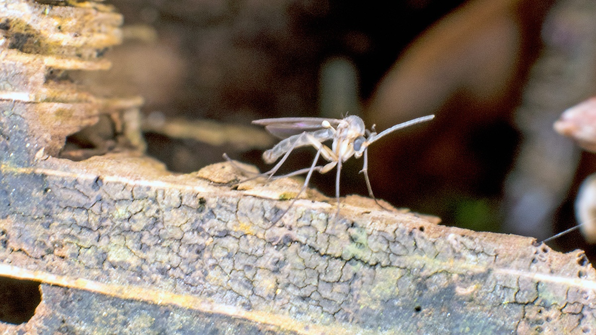 Buzzer Midge [Chironomus plumosus ?]