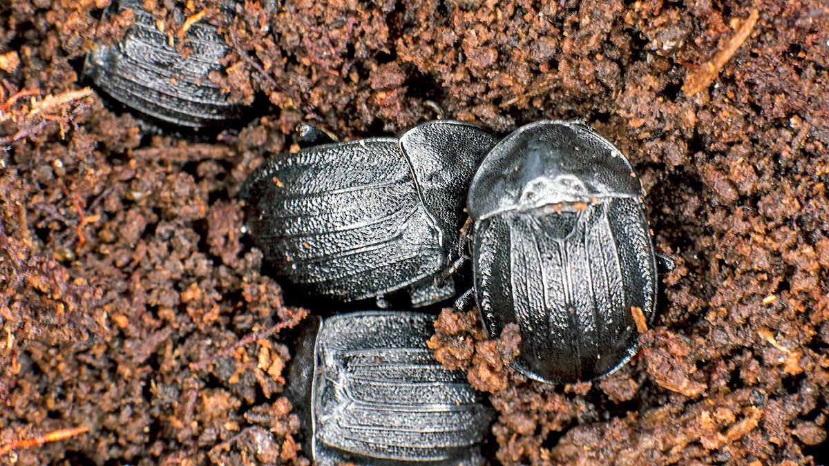 Black Snail Beetle [Phosphuga atrata]