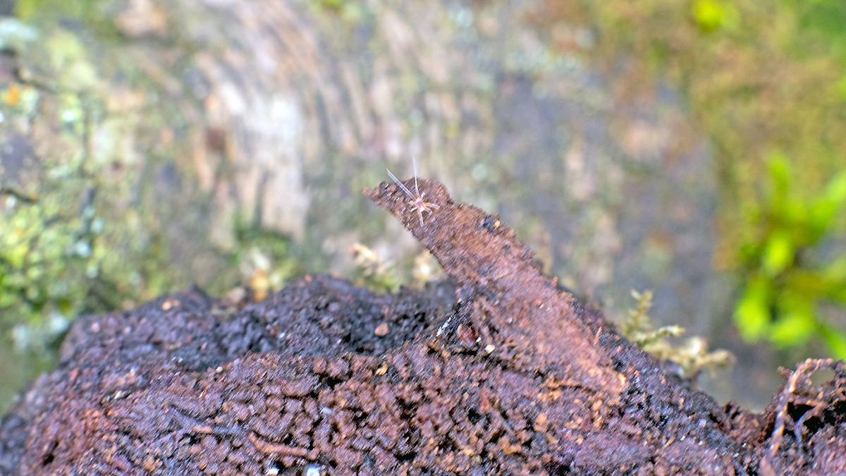 mite [Linopodes sp.]