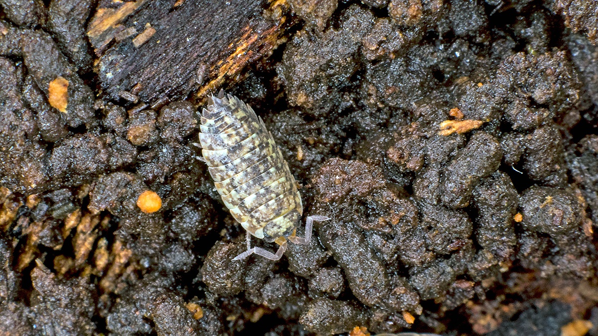 Common Rough Woodlouse [Porcellio scaber]