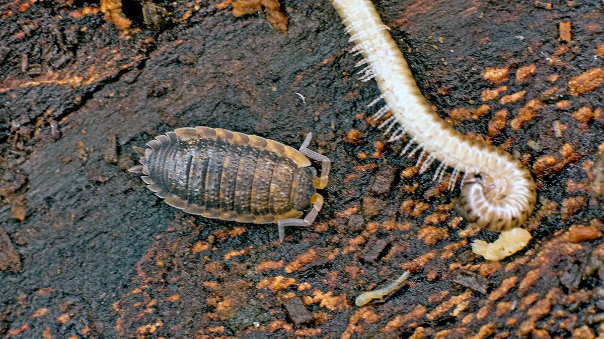 Common Rough Woodlouse [Porcellio scaber]