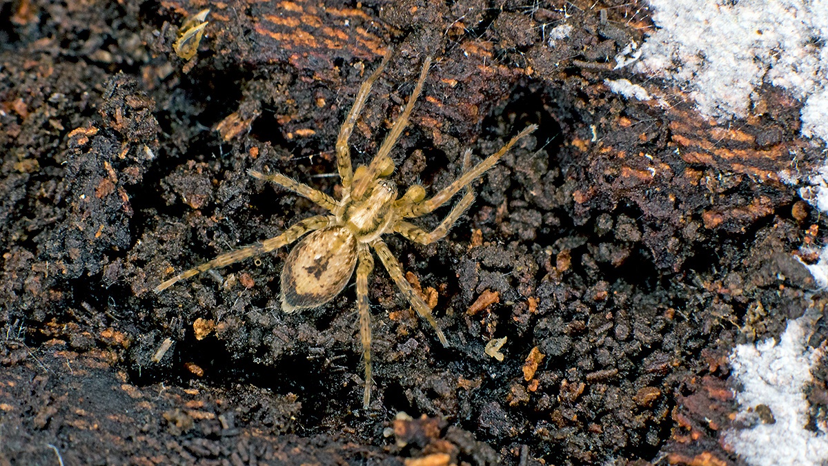 Buzzing Spider [Anyphaena accentuata]