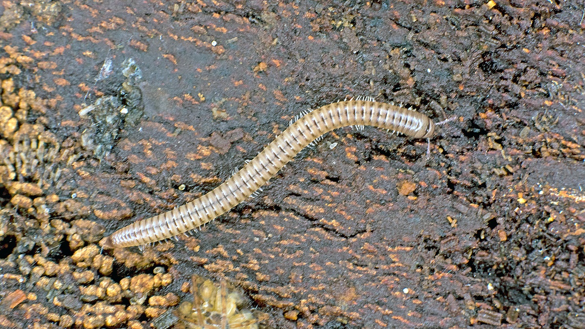 Blunt-tailed Snake Millipede [Cylindroiulus punctatus]