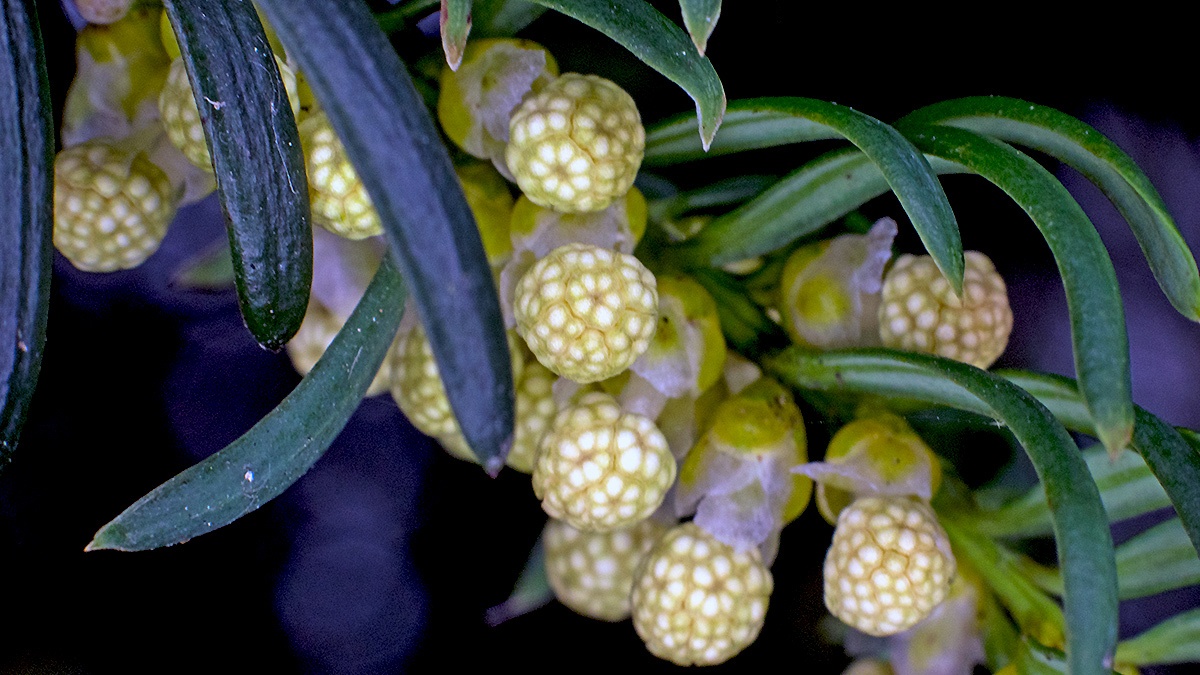 English Yew [Taxus baccata]