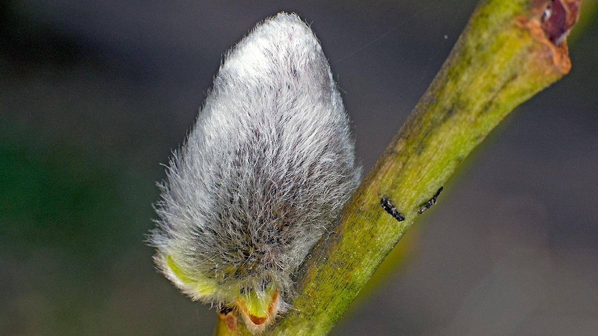 Goat Willow [Salix caprea]