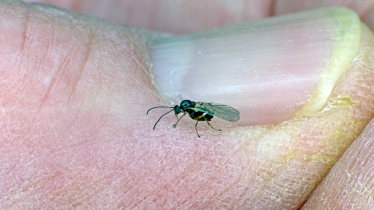 Striped Pea Gall Wasp [Cynips longiventris ?]