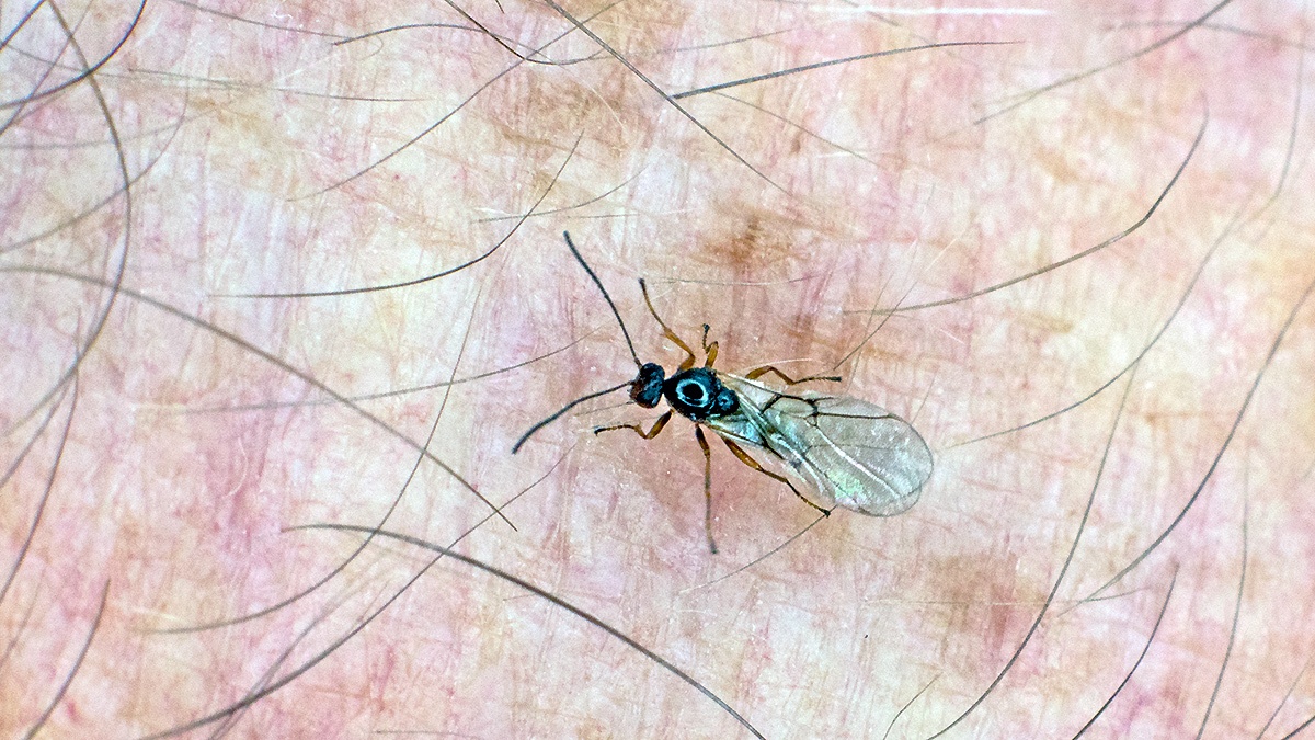 Striped Pea Gall Wasp [Cynips longiventris ?]