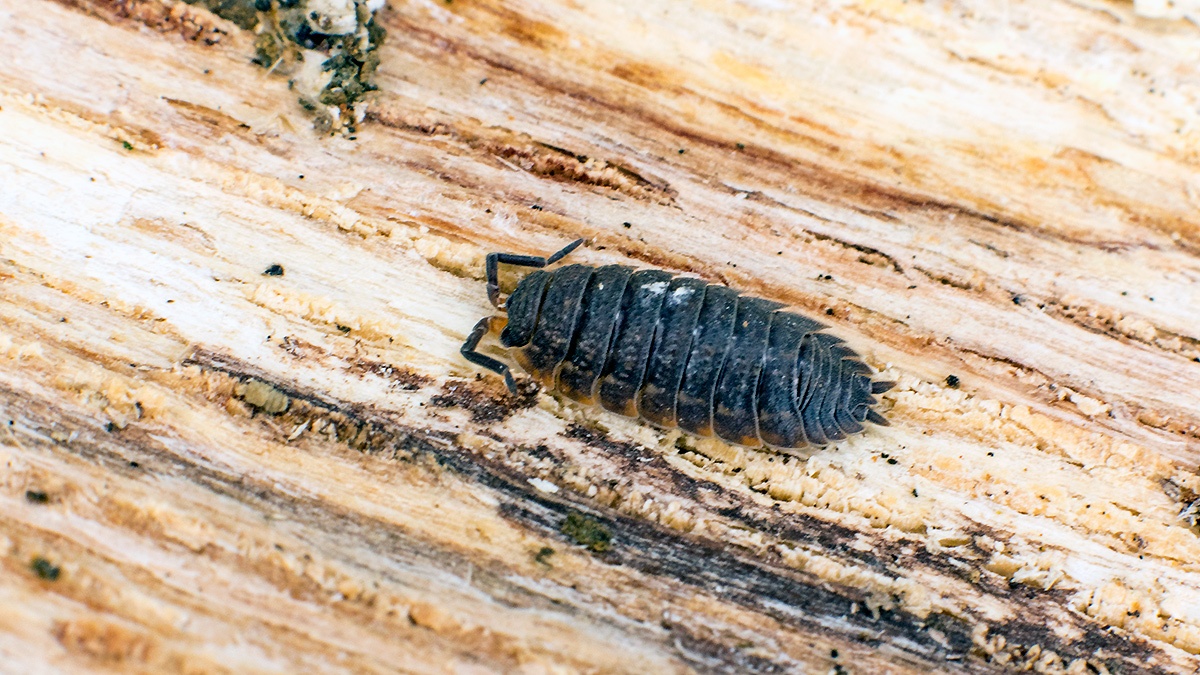 Common Rough Woodlouse [Porcellio scaber]