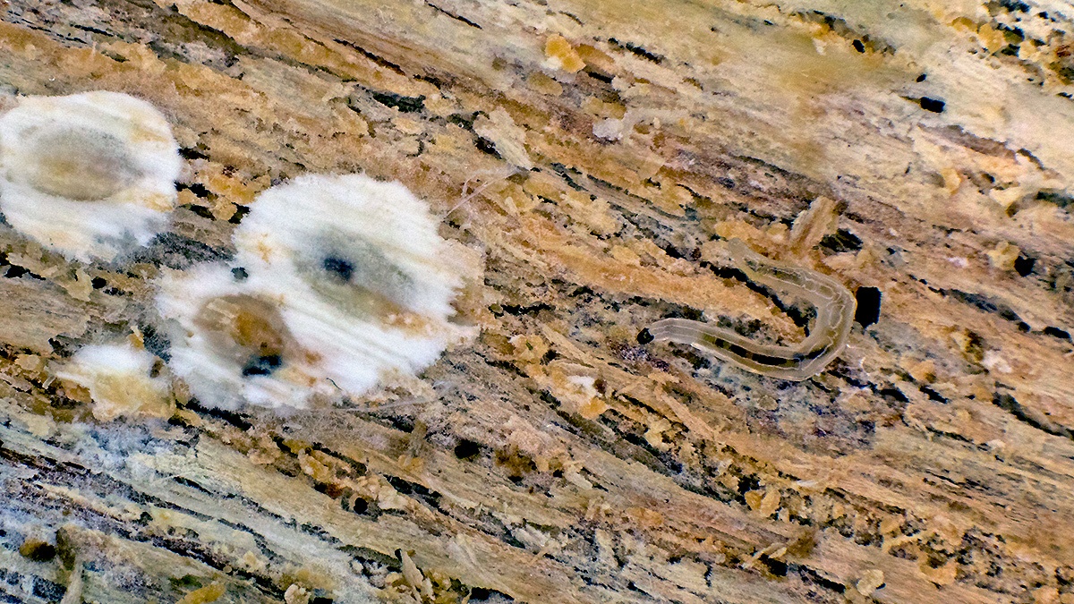 fungus gnat [unidentified]