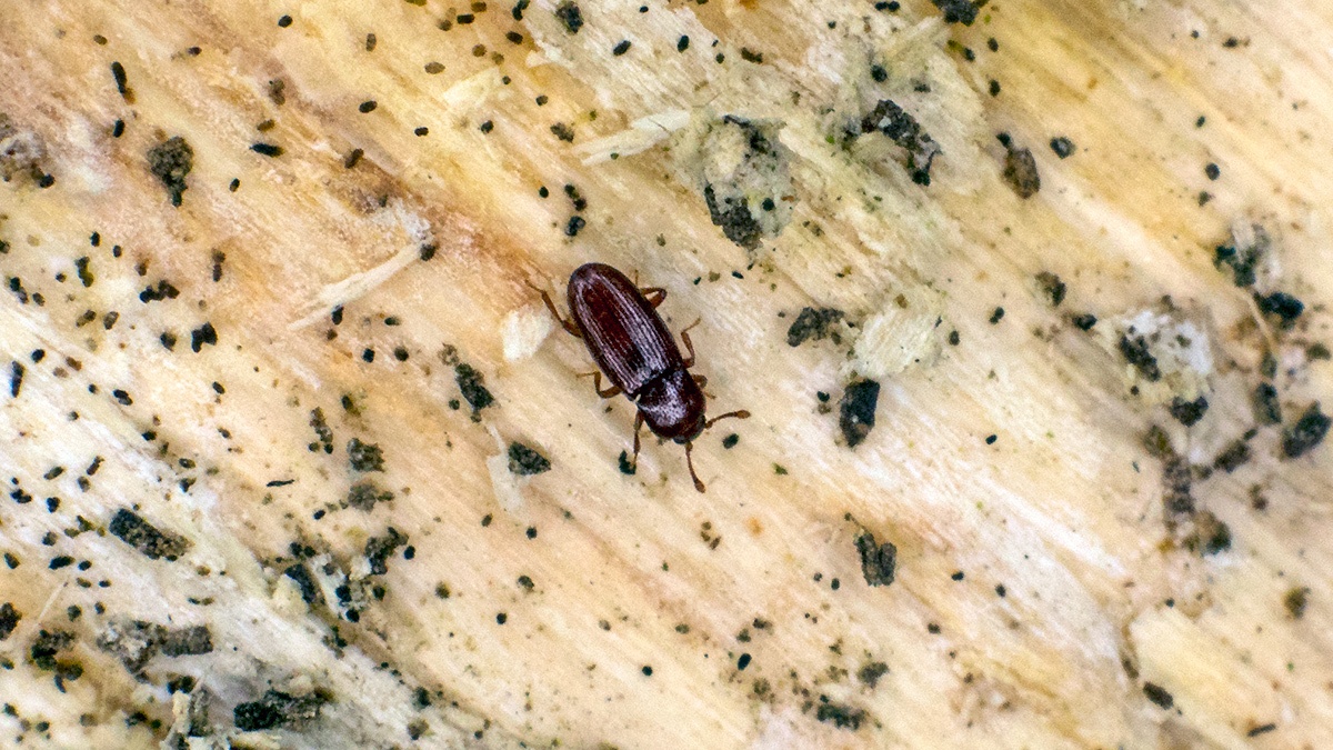 minute bark beetle [Cerylon ferrugineum ?]