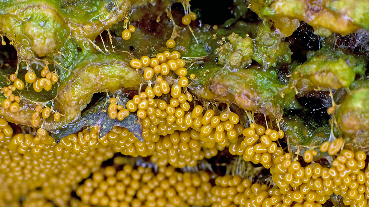 slime mould [Badhamia utricularis ?]