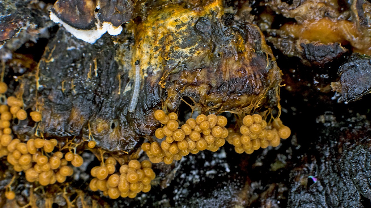 fungus gnat [unidentified]