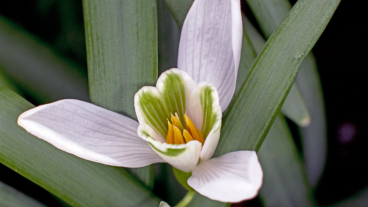 Snowdrop [Galanthus nivalis]