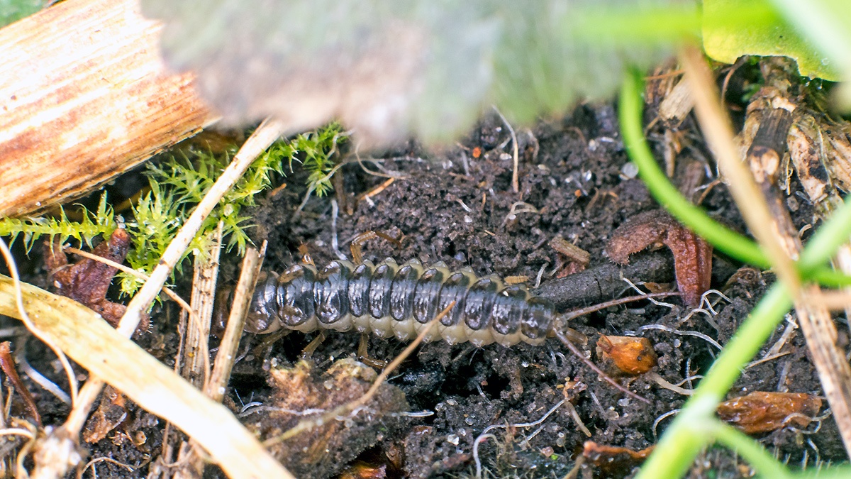 ground beetle larva [unidentified]