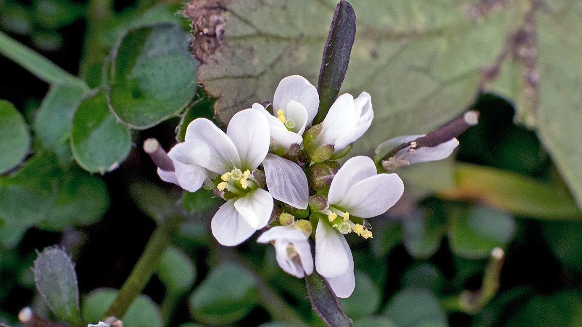 Hairy Bittercress [Cardamine hirsuta]