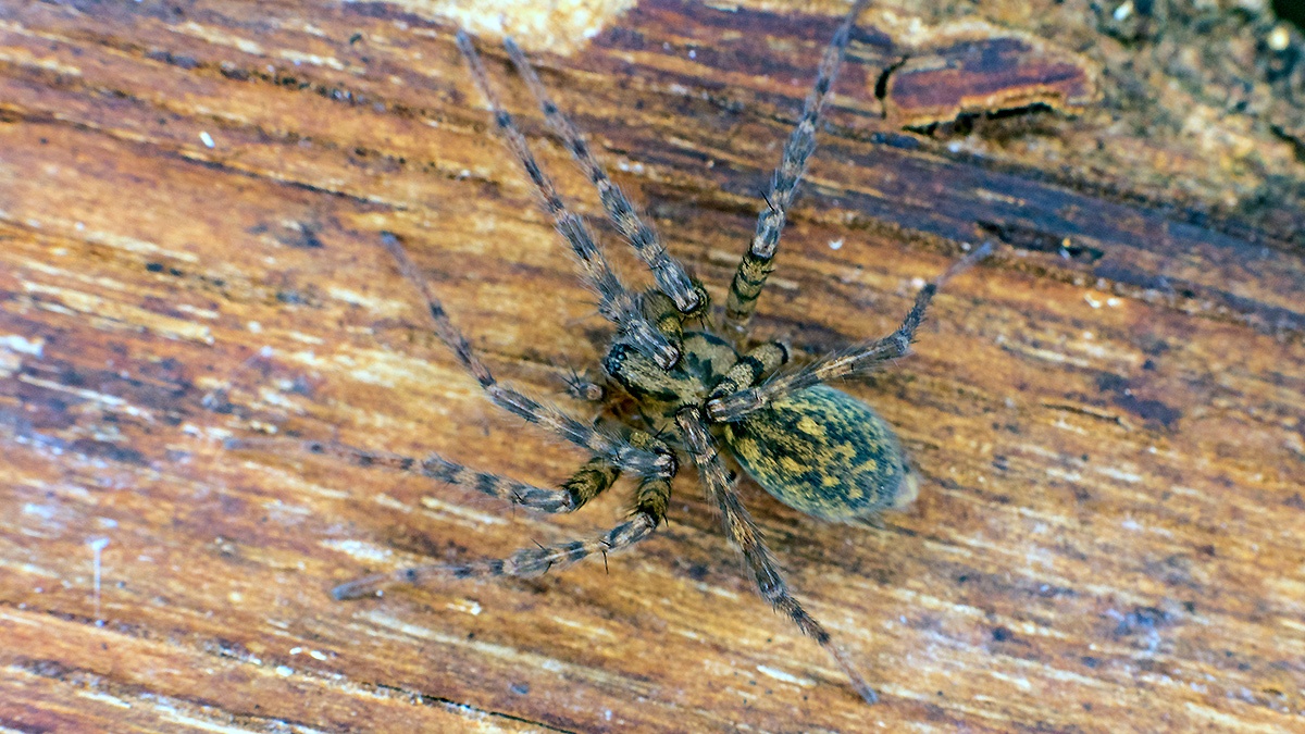 Wood House Spider [Tegenaria silvestris]