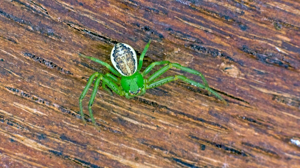 Green Crab Spider [Diaea dorsata]