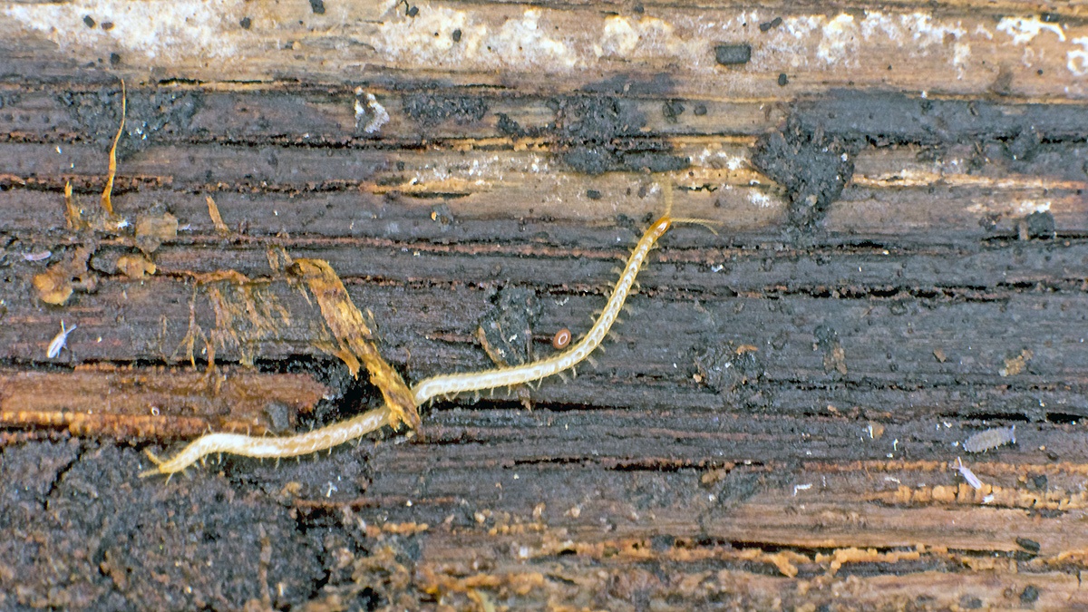 Boreal Yellow-headed Soil Centipede [Geophilus flavus]