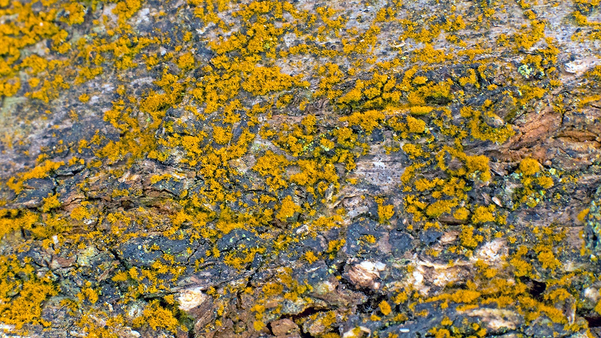 Gold Dust Lichen [Chrysothrix candelaris ?]