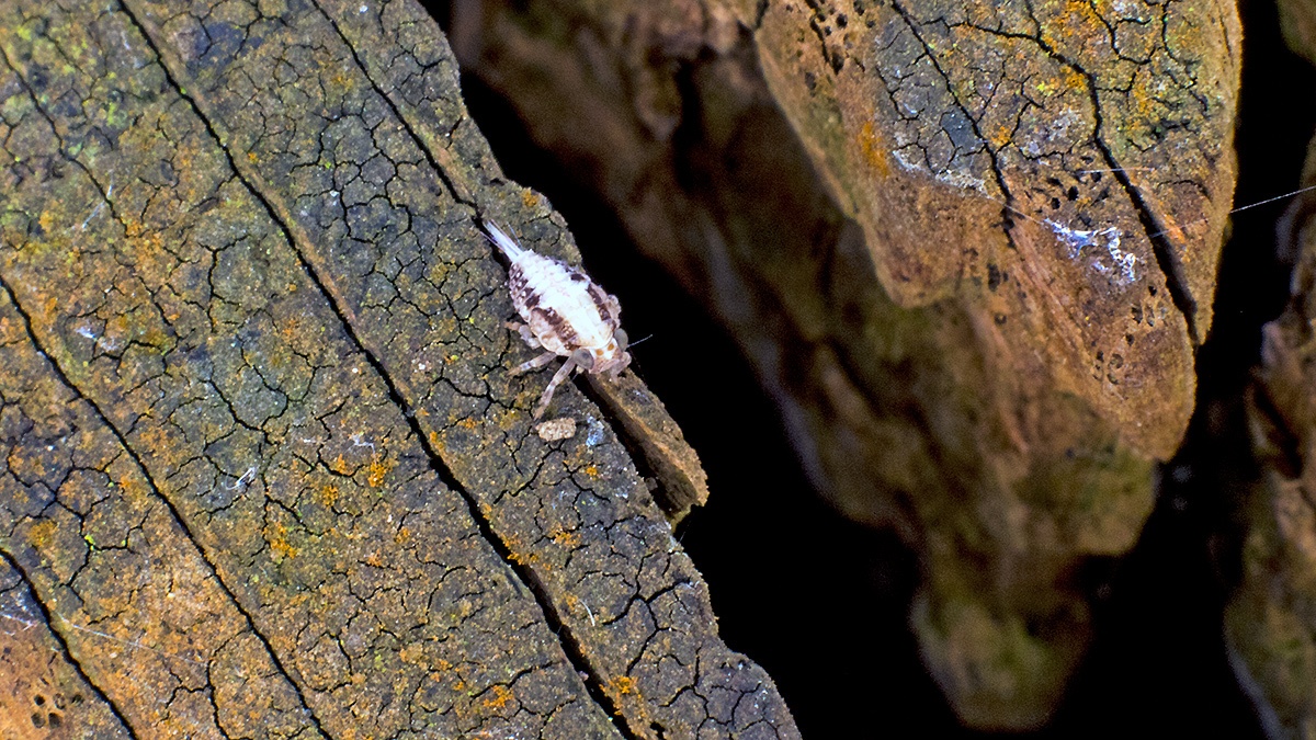 Ivy Planthopper [Issus coleoptratus]