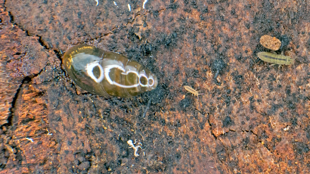 Slippery Moss Snail [Cochlicopa cf. lubrica]
