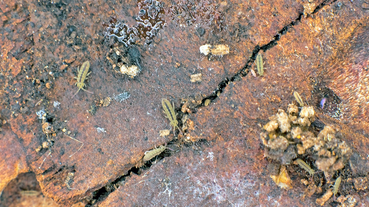slender springtail [Isotomurus unifasciatus ?]