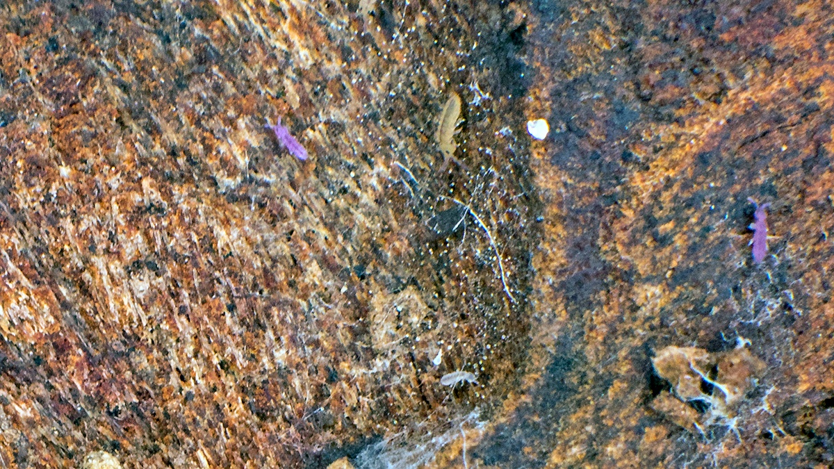 slender springtail [Lepidocyrtus cyaneus ?]