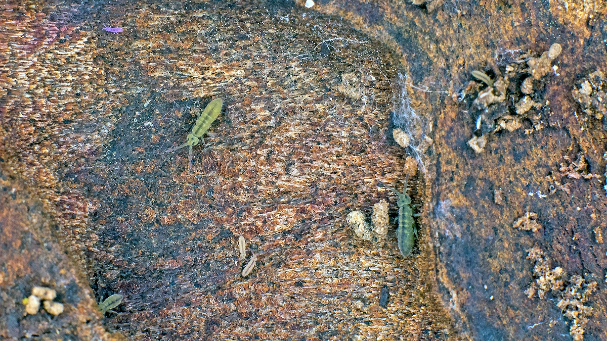 slender springtail [Isotomurus unifasciatus ?]