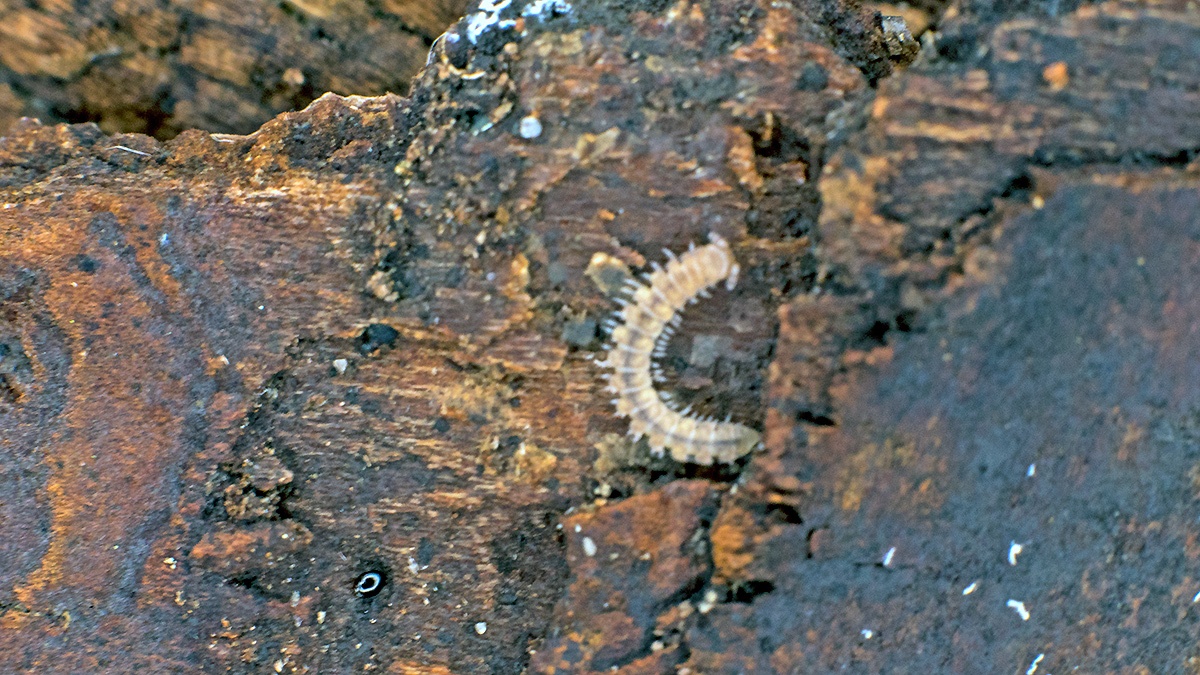 Common Flat-backed Millipede [Polydesmus angustus]