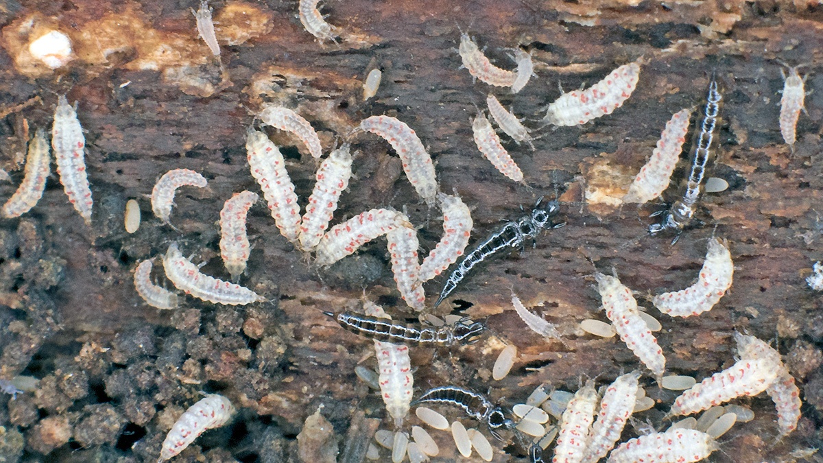 tube-tailed thrips [Hoplothrips semicaecus?]