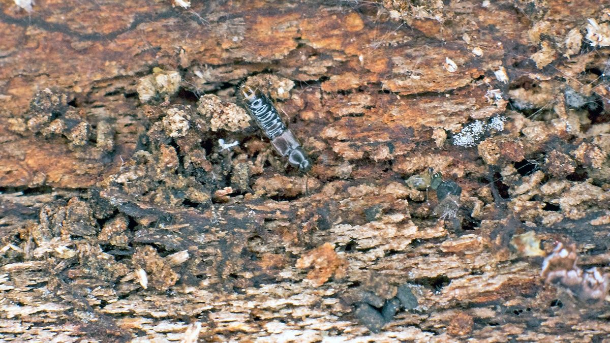 rove beetle [Leptusa sp.]