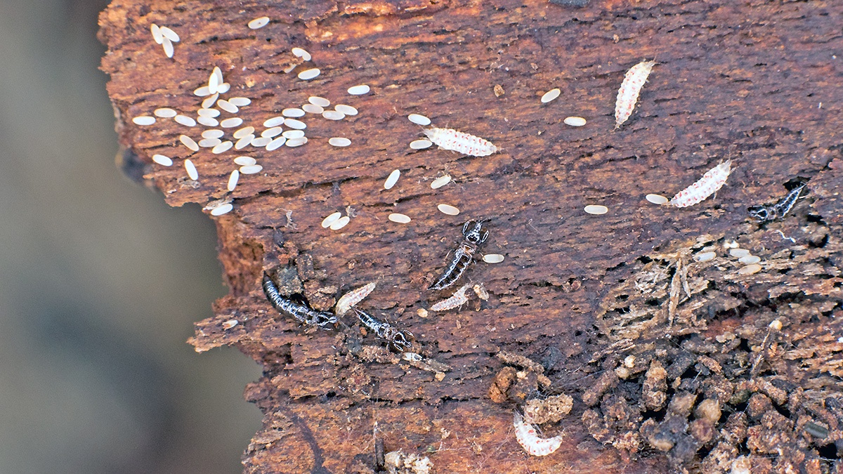 tube-tailed thrips [Hoplothrips semicaecus?]