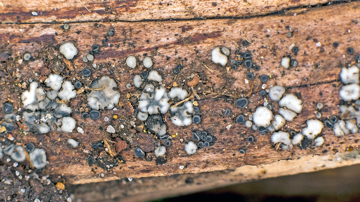 Common Grey Disco [Mollisia cinerea]