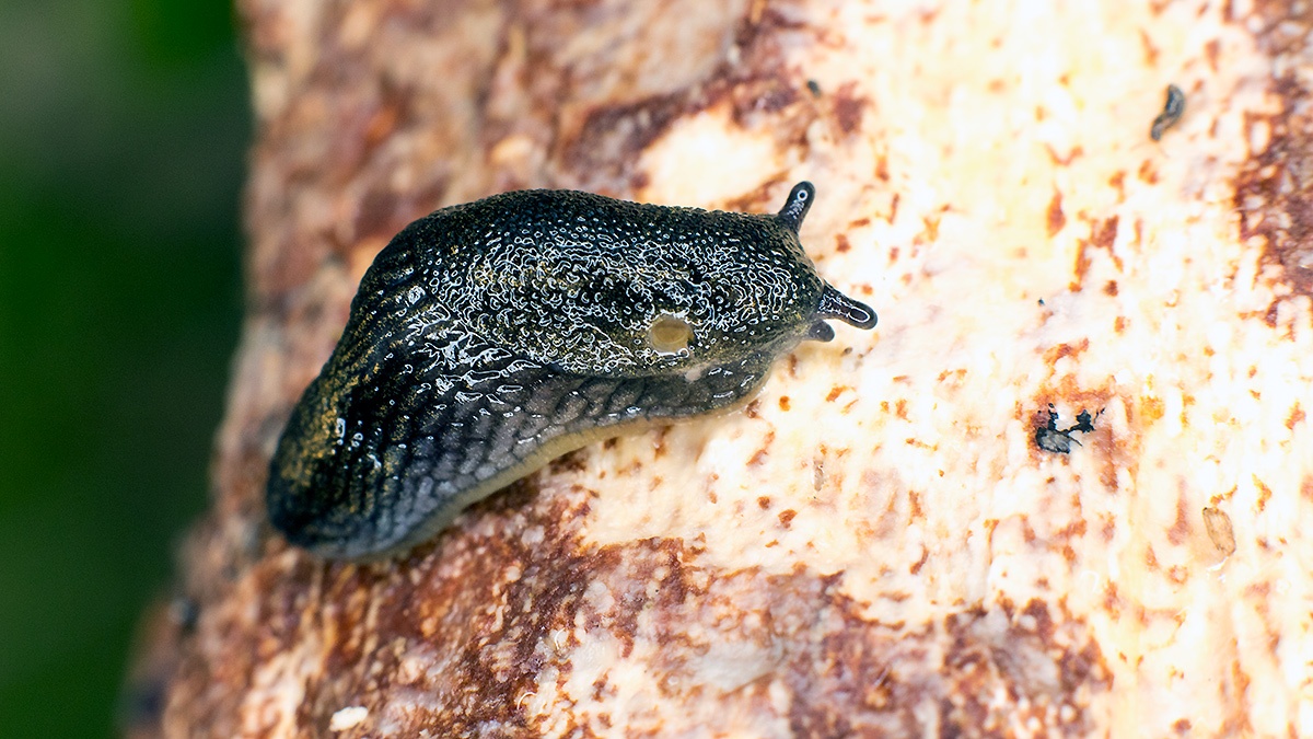 Black Slug [Arion ater agg.]