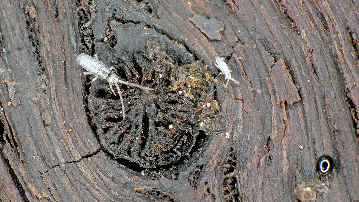 slender springtail [Tomocerus sp.]