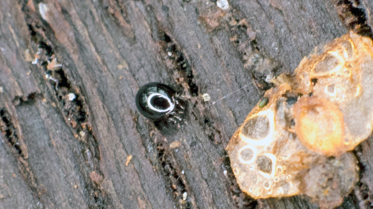 mite [Euzetes globulus]