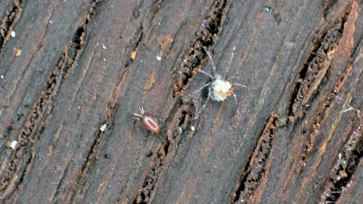 Oribatid mites [unidentified]
