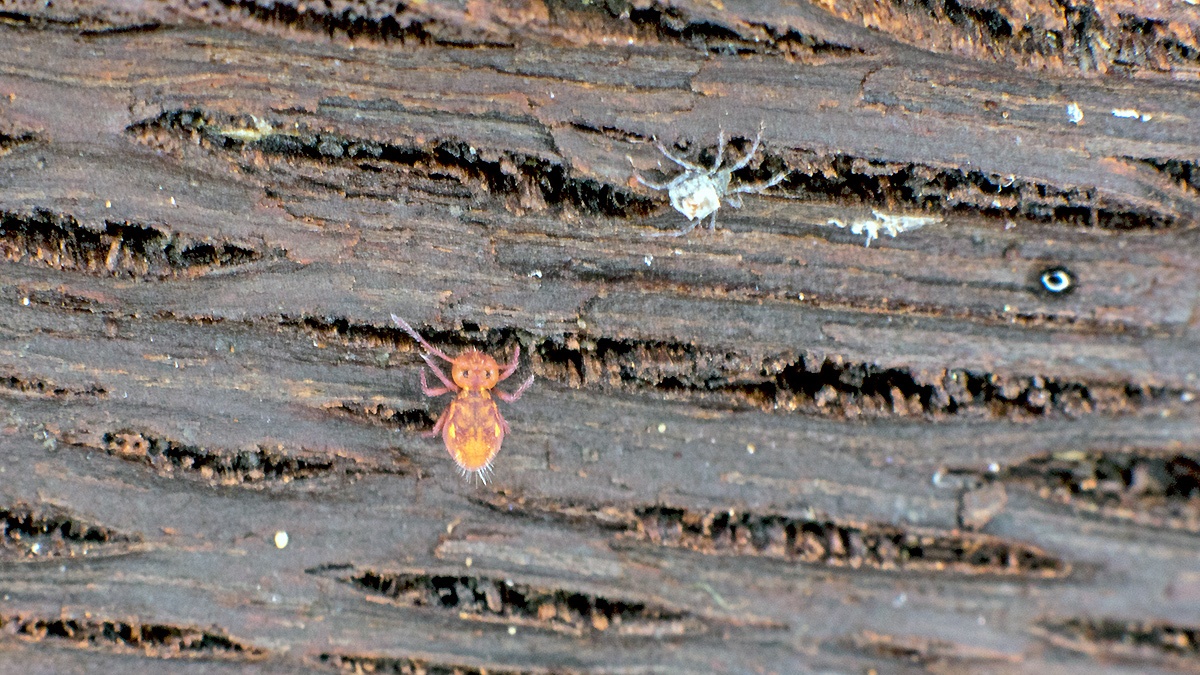 globular springtail [Dicyrtomina saundersi]