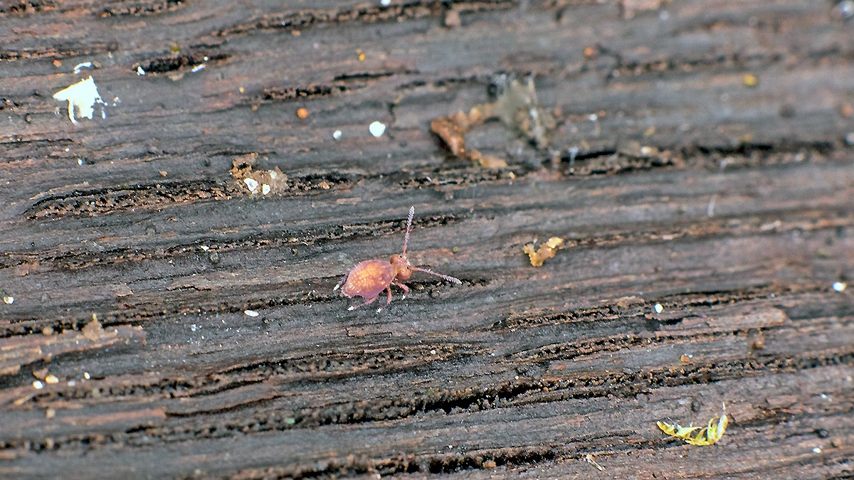 globular springtail [Dicyrtomina saundersi]