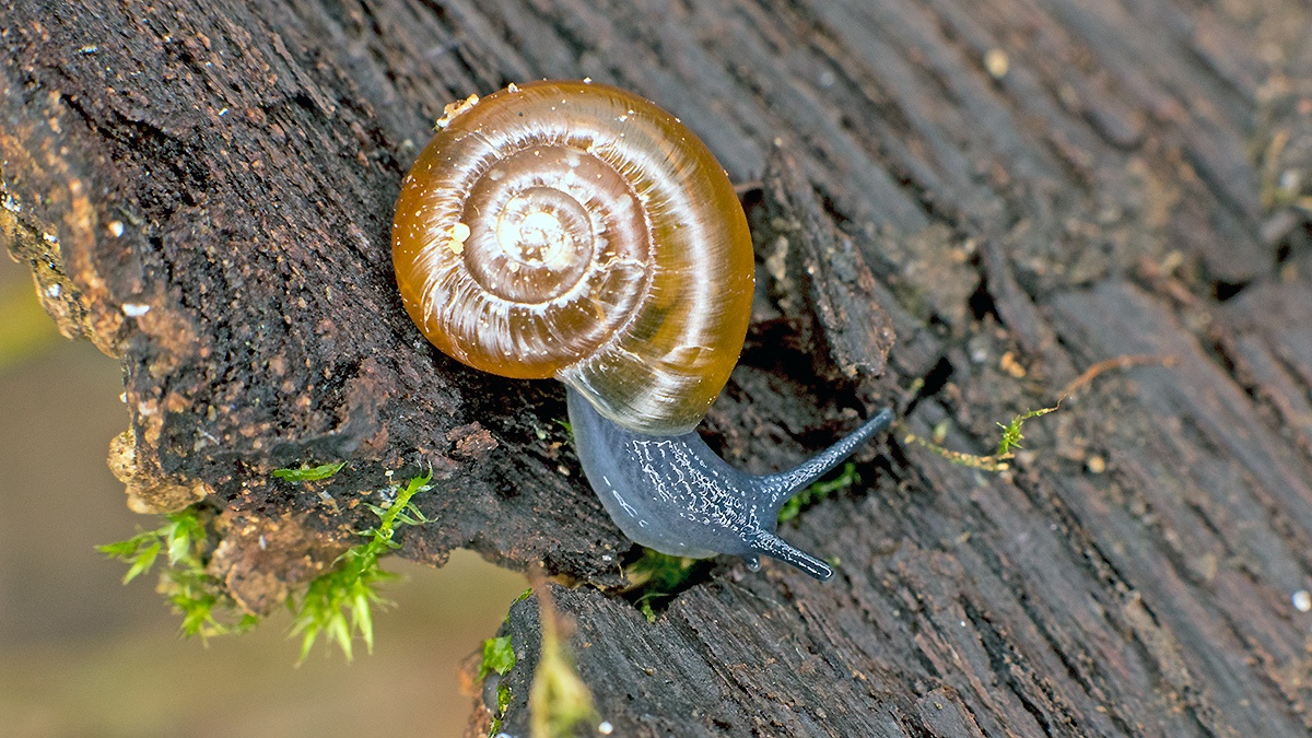 Cellar Snail [Oxychilus cellarius]