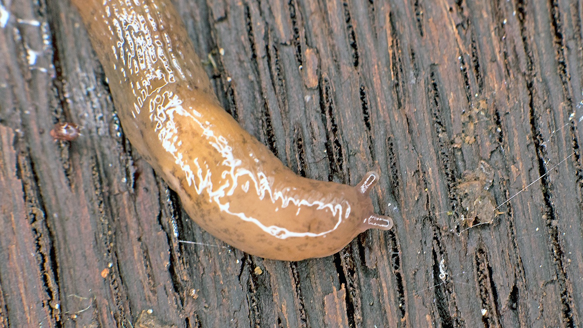 Netted Slug [Deroceras reticulatum]