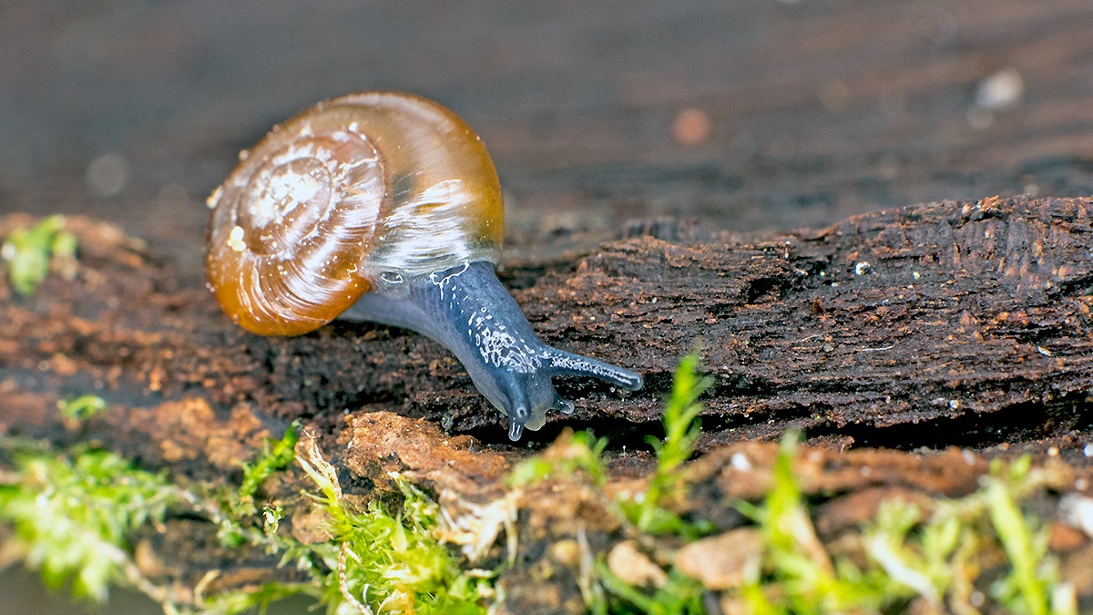 Cellar Snail [Oxychilus cellarius]