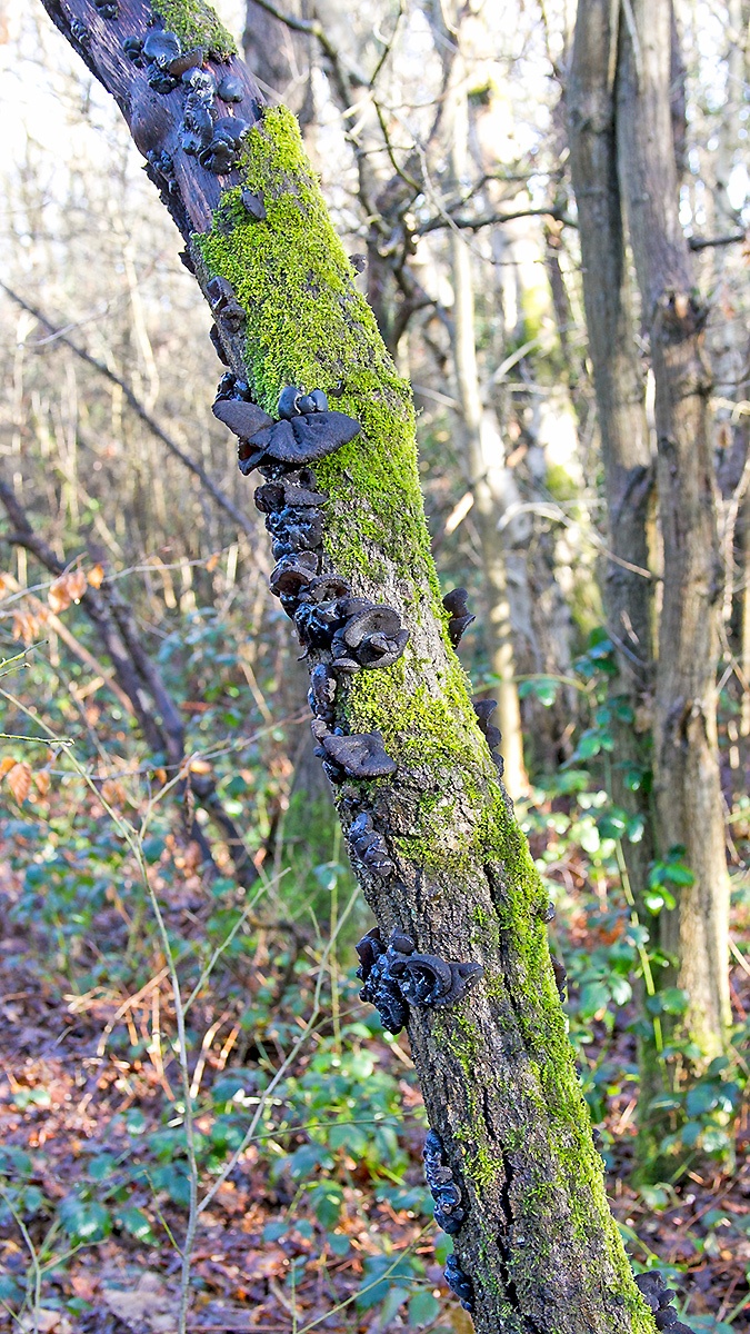 Black Witches' Butter [Exidia glandulosa]