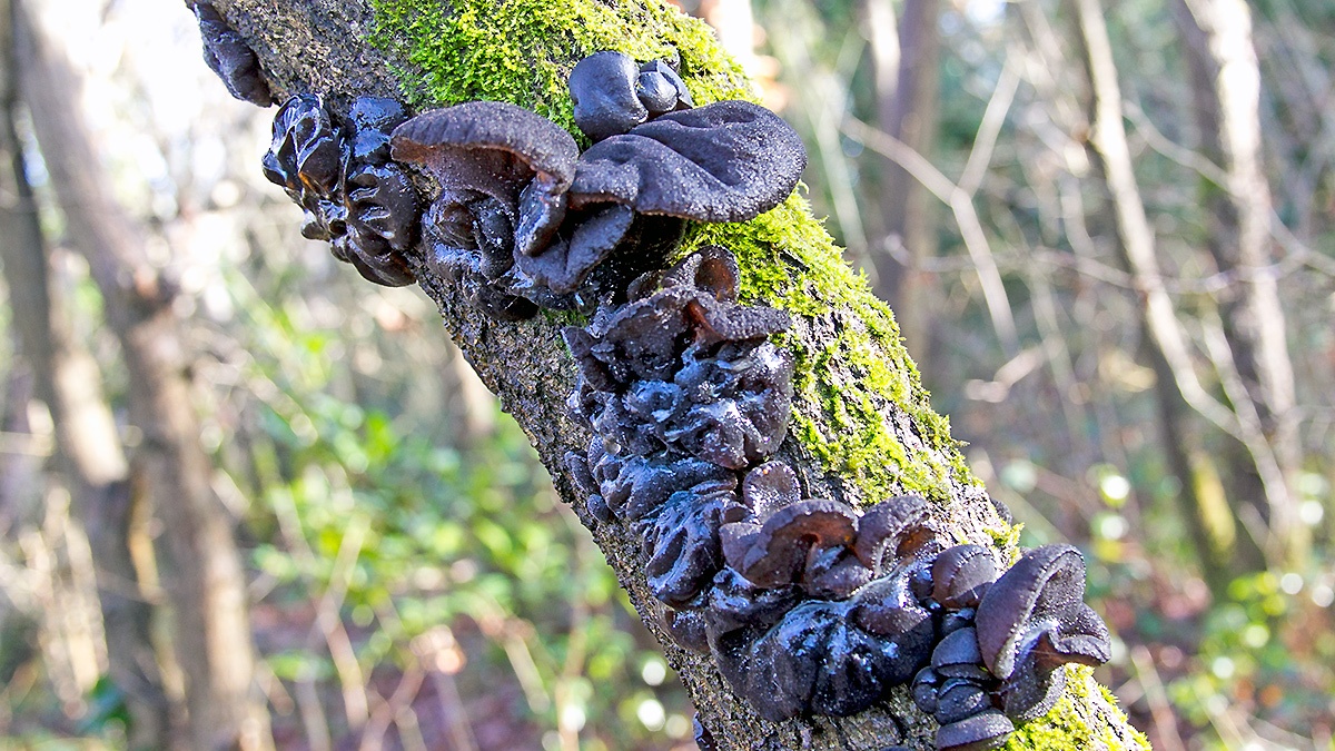 Black Witches' Butter [Exidia glandulosa]