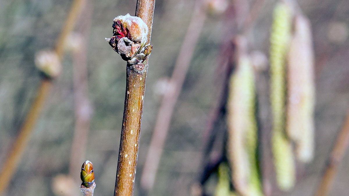 Hazelnut Gall Mite [Phytoptus avellanae]