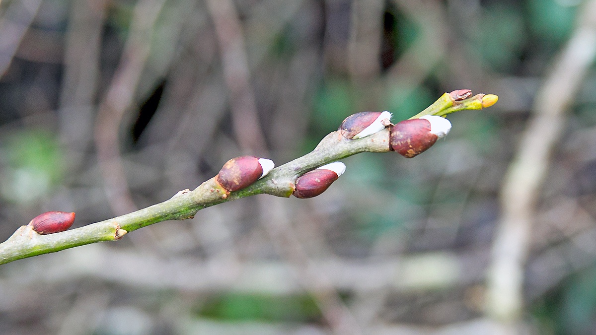 Goat Willow [Salix caprea]