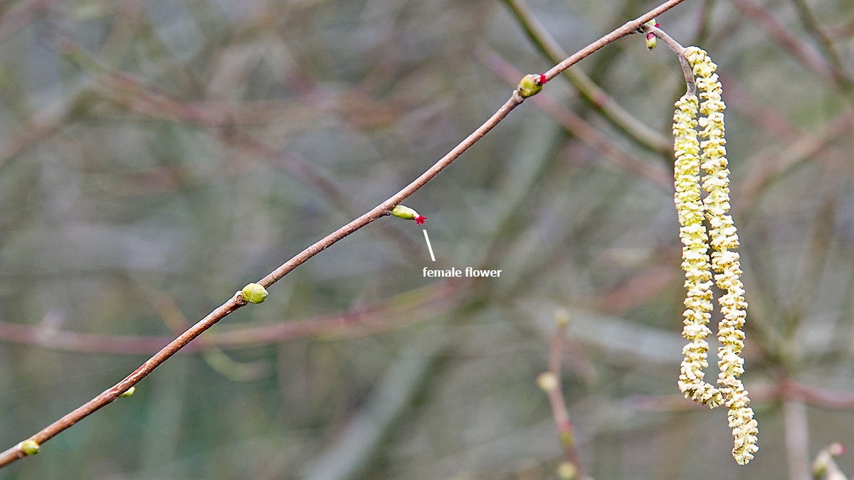 Common Hazel [Corylus avellana]